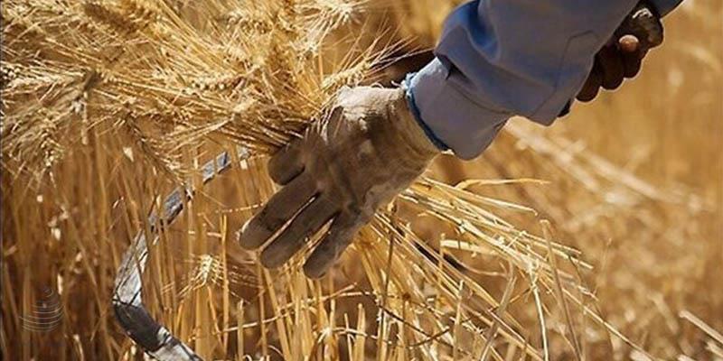 کاهش بارندگیها، تهدید کشت دیم؛ ایران امسال ۵ میلیون تن گندم وارد میکند کاهش بارندگیها، تهدید کشت دیم؛ ایران امسال ۵ میلیون تن گندم وارد میکند