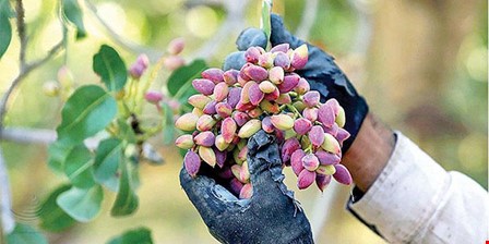 موانع صادراتی پسته یزد