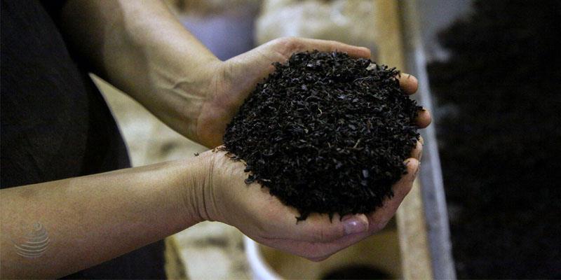 ۳۷۰۰ تن چای دبش در مزایدههای اموال تملیکی به فروش رفت ۳۷۰۰ تن چای دبش در مزایدههای اموال تملیکی به فروش رفت