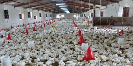 حفظ امنیت غذایی کشور در دوران جنگ