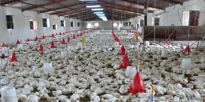 حفظ امنیت غذایی کشور در دوران جنگ