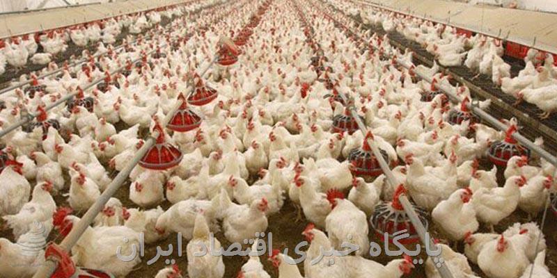 مرغ را سنگین نکنید