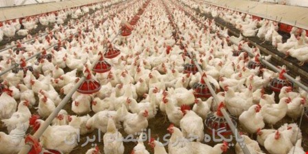 مرغ را سنگین نکنید