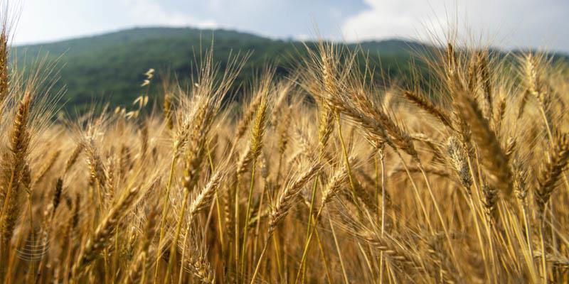 واردات گندم به صفر رسید واردات گندم به صفر رسید