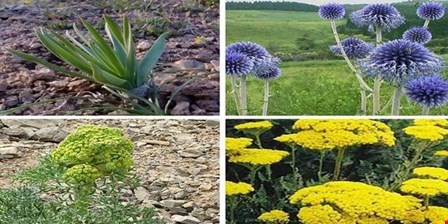 احیای ۵۲ هزار هکتار از رویشگاه‌های گیاهان دارویی