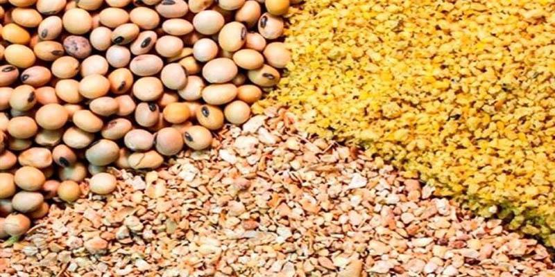 از دلایل گرانی روغن تا چرایی ترخیص نشدن کنجاله‌های رو به فساد در کشتی‌ها