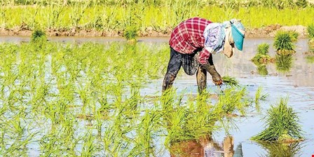 حذف طبقاتی برنج ایرانی