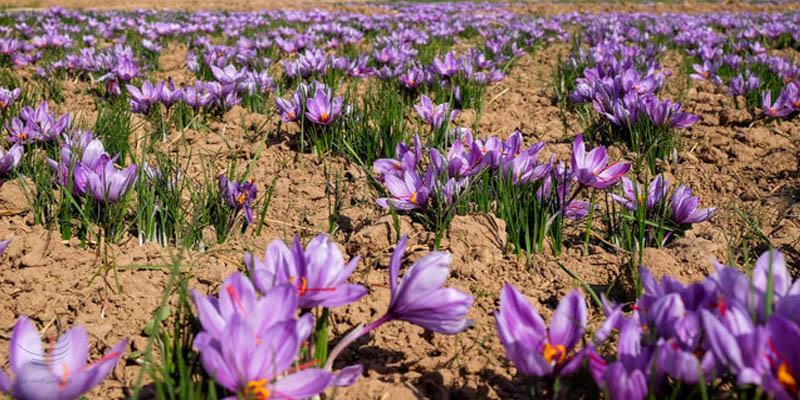 راه نجات «زعفران ایرانی» در مقابل تغییرات اقلیم