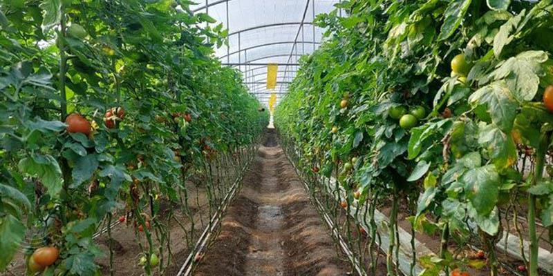 لزوم توسعه کشت گلخانه‌ای برای تضمین امنیت غذایی