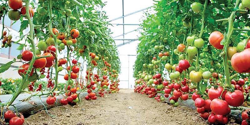 توسعه صادرات محصولات گلخانه‌ای هرمزگان
