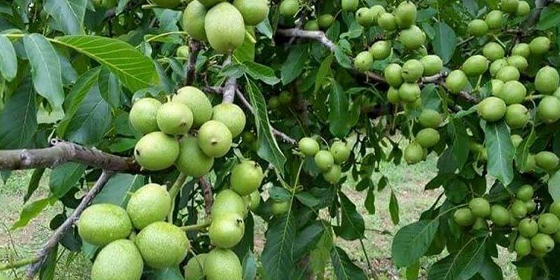 نشان ویژه ‌گردوی‌ تویسرکان آبان ماه امسال رونمایی می‌شود