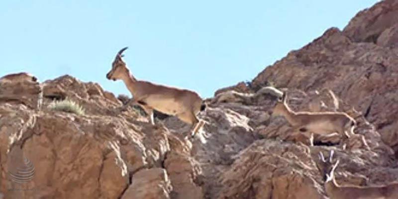 کبودان عباس‌آباد اصفهان و دیدار کل و بز