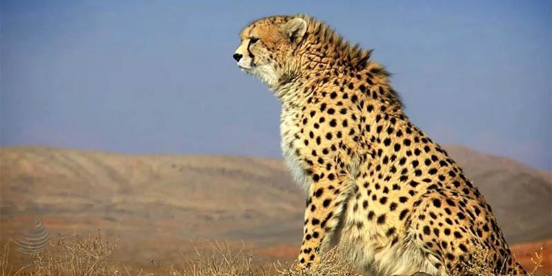 گردشگری حیات‌ وحش، ظرفیتی از یاد رفته در ایران
