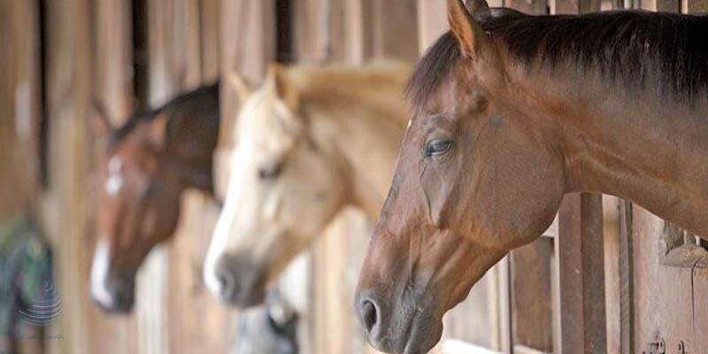 میبد، مهد پرورش نژادهای اصیل اسب داخلی و وارداتی