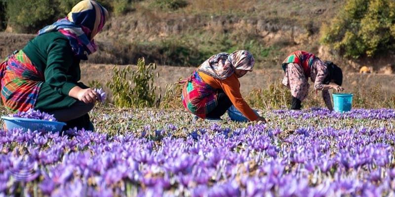 برگزاری جشنواره زعفران دهستان راویز رفسنجان