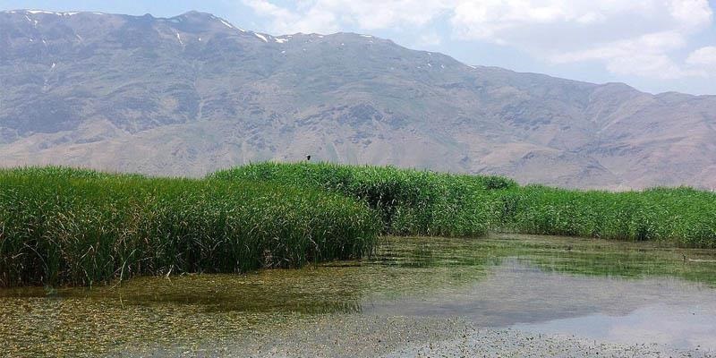 «گندمان»؛ جهانی یا گمنام؟